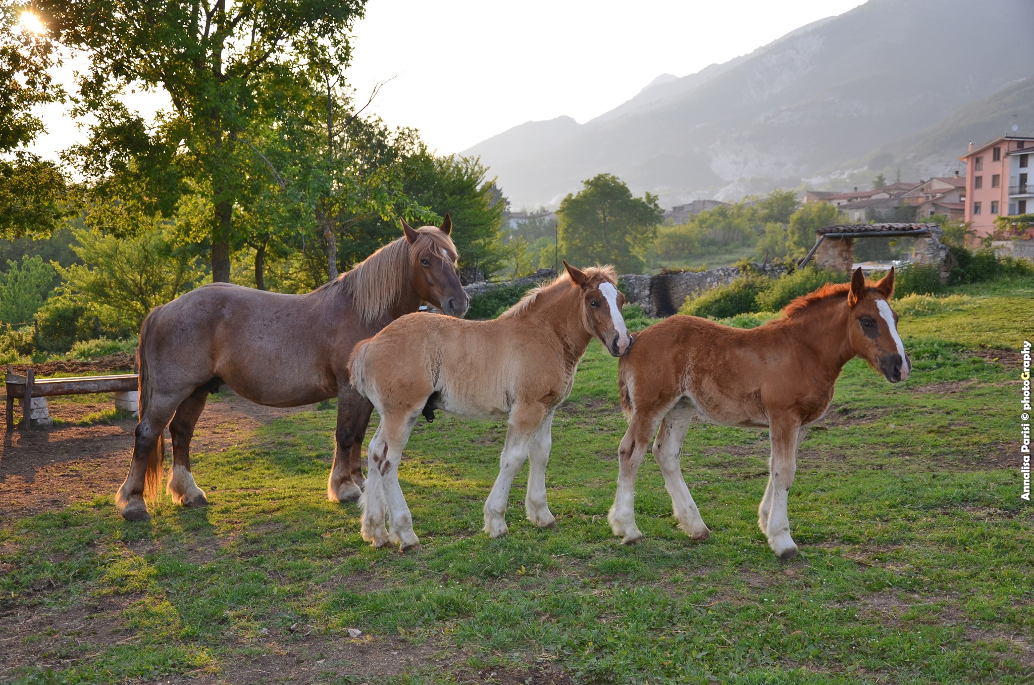 Italian Draft Horse